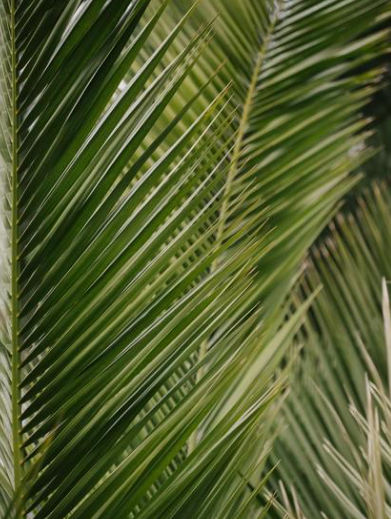 palm